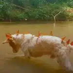 Guardian Of The Butterflies: Dog Swarmed By Monarchs On Every Hike