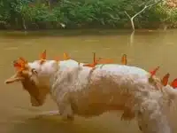 Guardian Of The Butterflies: Dog Swarmed By Monarchs On Every Hike