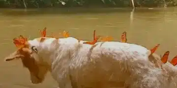 Guardian Of The Butterflies: Dog Swarmed By Monarchs On Every Hike