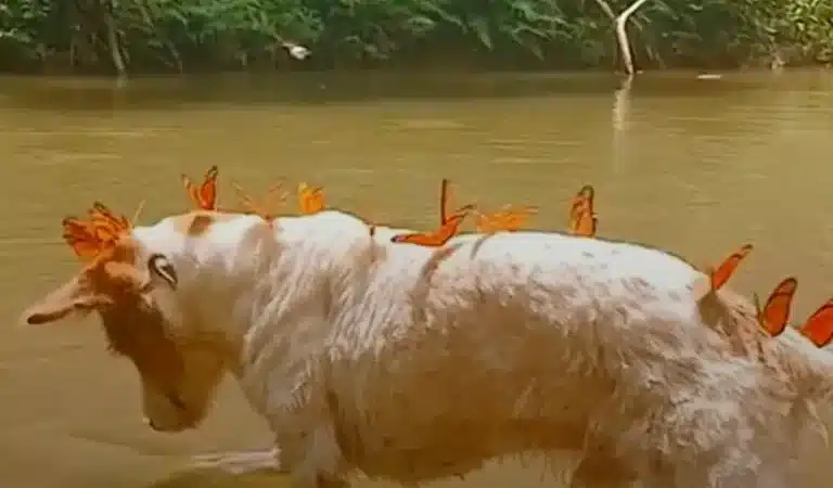 Guardian Of The Butterflies: Dog Swarmed By Monarchs On Every Hike