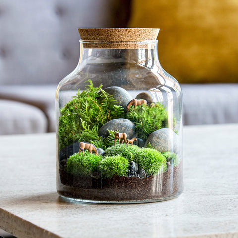 DIY Terrarium