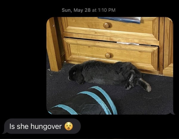 A black rabbit lies on the floor near a wooden dresser. The surrounding text reads: "Is she hungover ?."