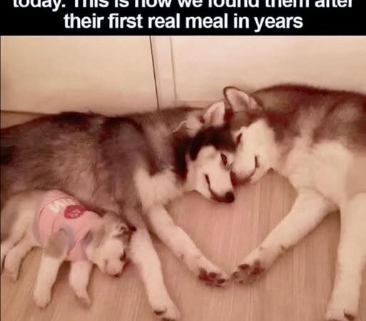 We rescued this entire Husky family today. This is how we found them after their first real meal in years