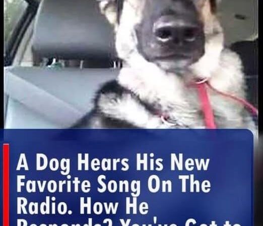 (VIDEO)A Dog Hears His New Favorite Song on The Radio. How He Responds? You’ve Got to See This!