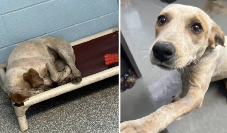This kind-hearted Shelter Dog is desperate and depressed after his Best Friend is Adopted without him!