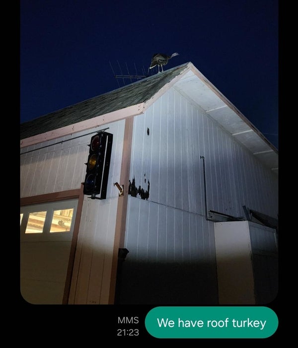 A turkey is standing on the roof of a garage at night. A message below reads, "We have roof turkey."