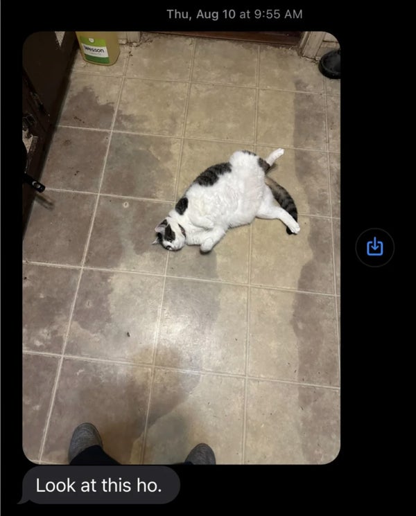 Fat white and black cat lying on floor, timestamped Thu, Aug 10 at 9:55 AM. Text reads, "Look at this ho."