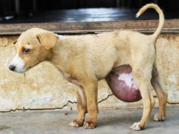 A tiny street puppy with a huge hernia was rescued and given life-saving surgery. She went from struggling to rest to a playful, energetic companion, highlighting the power of compassionate care.