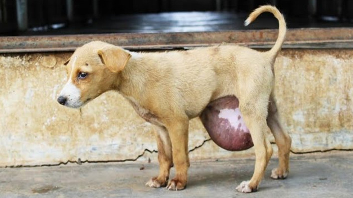 Tiny Hero: Street Puppy’s Massive Hernia Healed, Life Transformed