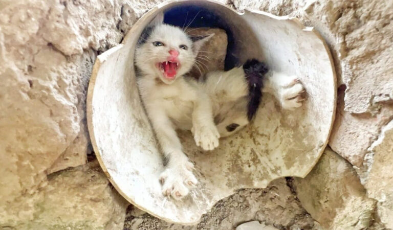 A Mother’s Instinct: Why Luna Rejected Her Kitten A Mother’s Instinct: Why Luna Rejected Her Kitten