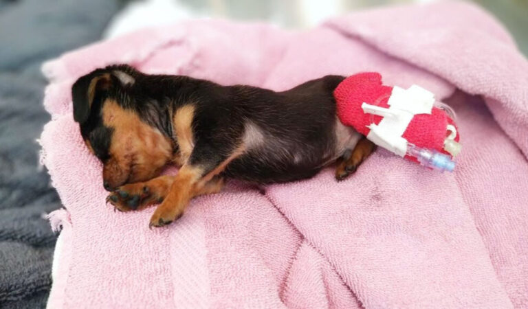 From Tears to Joy: Rico’s Journey to a Loving Home From Tears to Joy: Rico’s Journey to a Loving Home