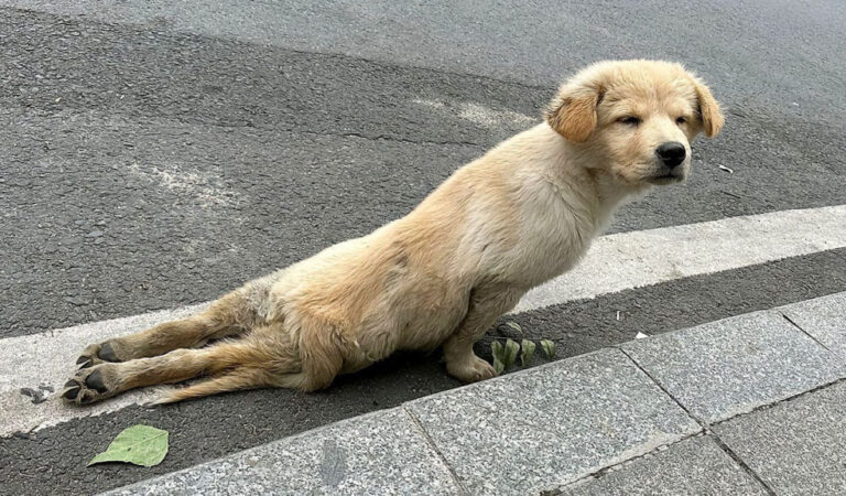 A Broken Leg and a Brave Heart: The Dog Who Sought Help