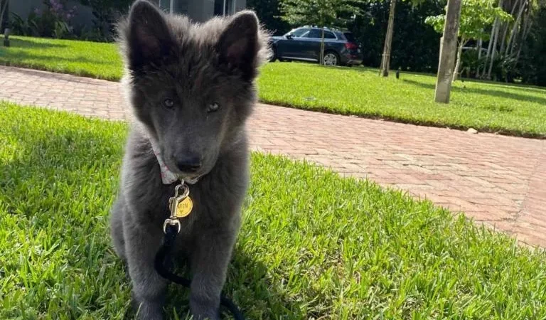 Blue Bay Shepherd Breeders: The One And Only Blue Bay Shepherd Breeders: The One And Only