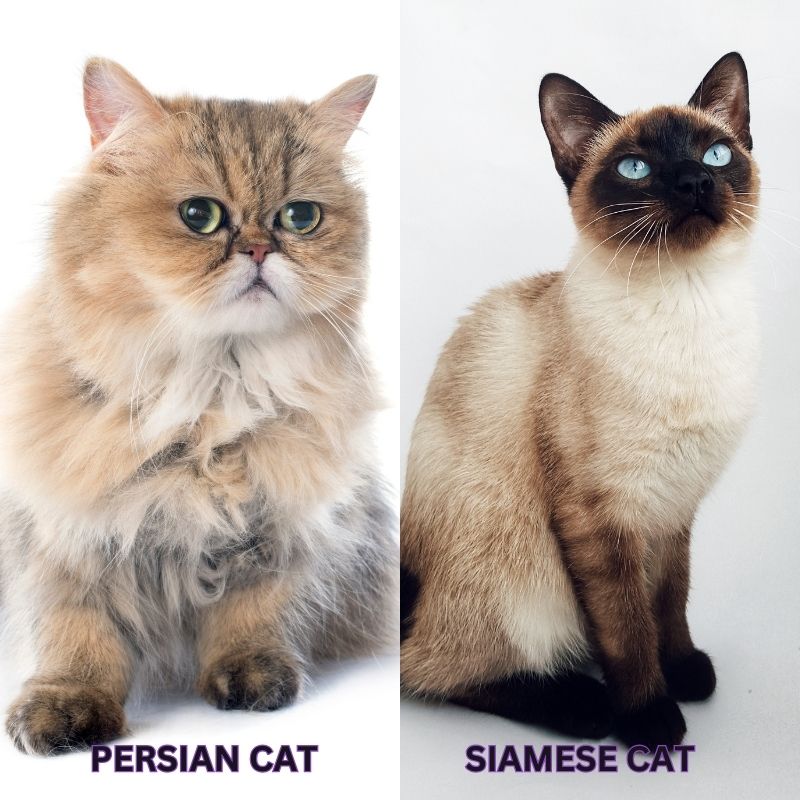 Siamese Cat vs Persian Cat: Comparing the Breed Characteristics of Two Feline Favorites Siamese Cat vs Persian Cat