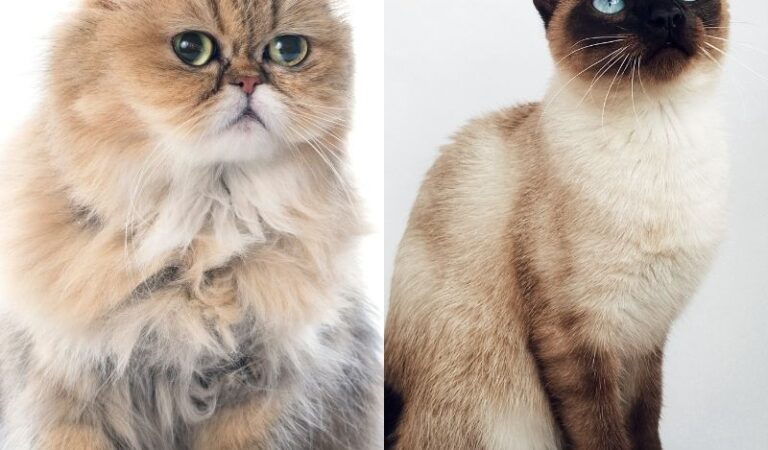 Siamese Cat vs Persian Cat: Comparing the Breed Characteristics of Two Feline Favorites Siamese Cat vs Persian Cat: Comparing the Breed Characteristics of Two Feline Favorites