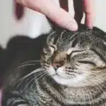 Tips to Make Your Cat More Friendly