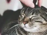 Tips to Make Your Cat More Friendly