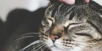 Tips to Make Your Cat More Friendly