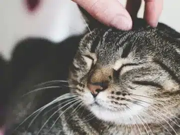 Tips to Make Your Cat More Friendly