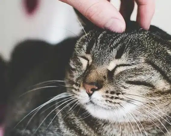 How to Win Over a Grumpy Cat