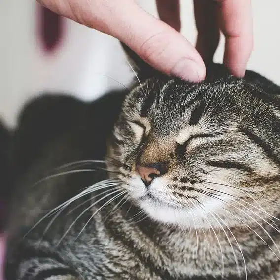 Tips to Make Your Cat More Friendly