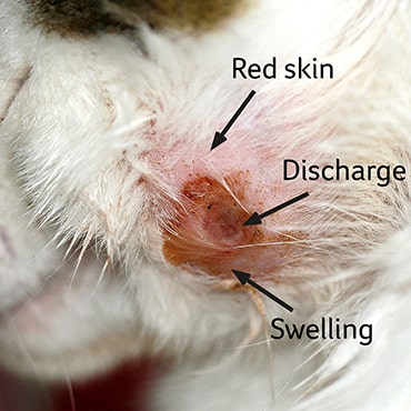 Wounds and skin injuries - PDSA