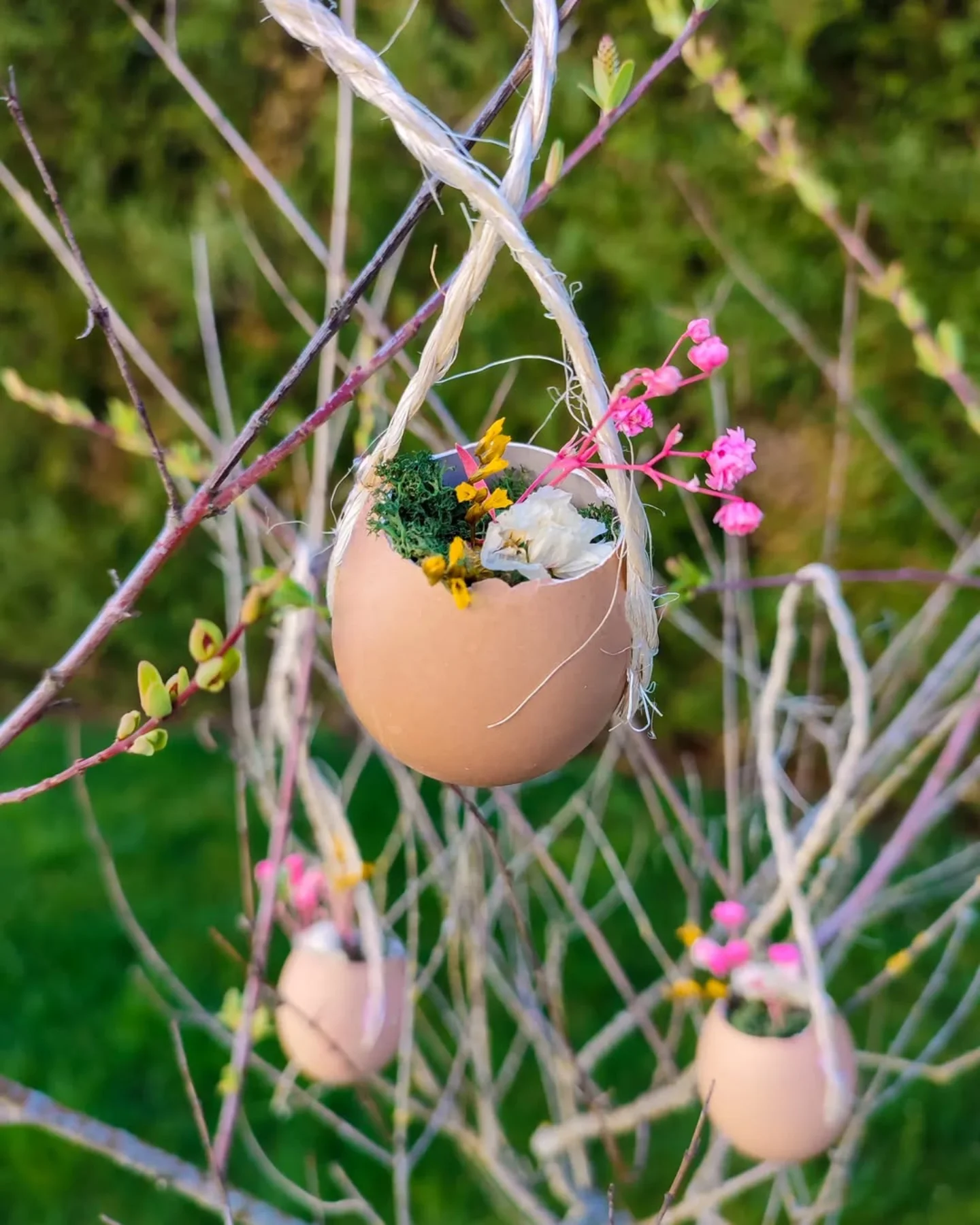 Spring Flower In Egg Shells