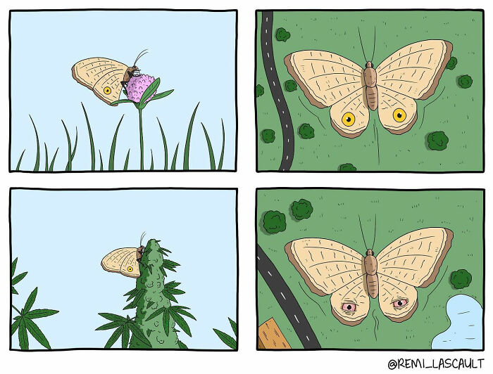 A butterfly drinks nectar from a flower, then lands on a cannabis plant with an aerial view showing road patterns on its wings.